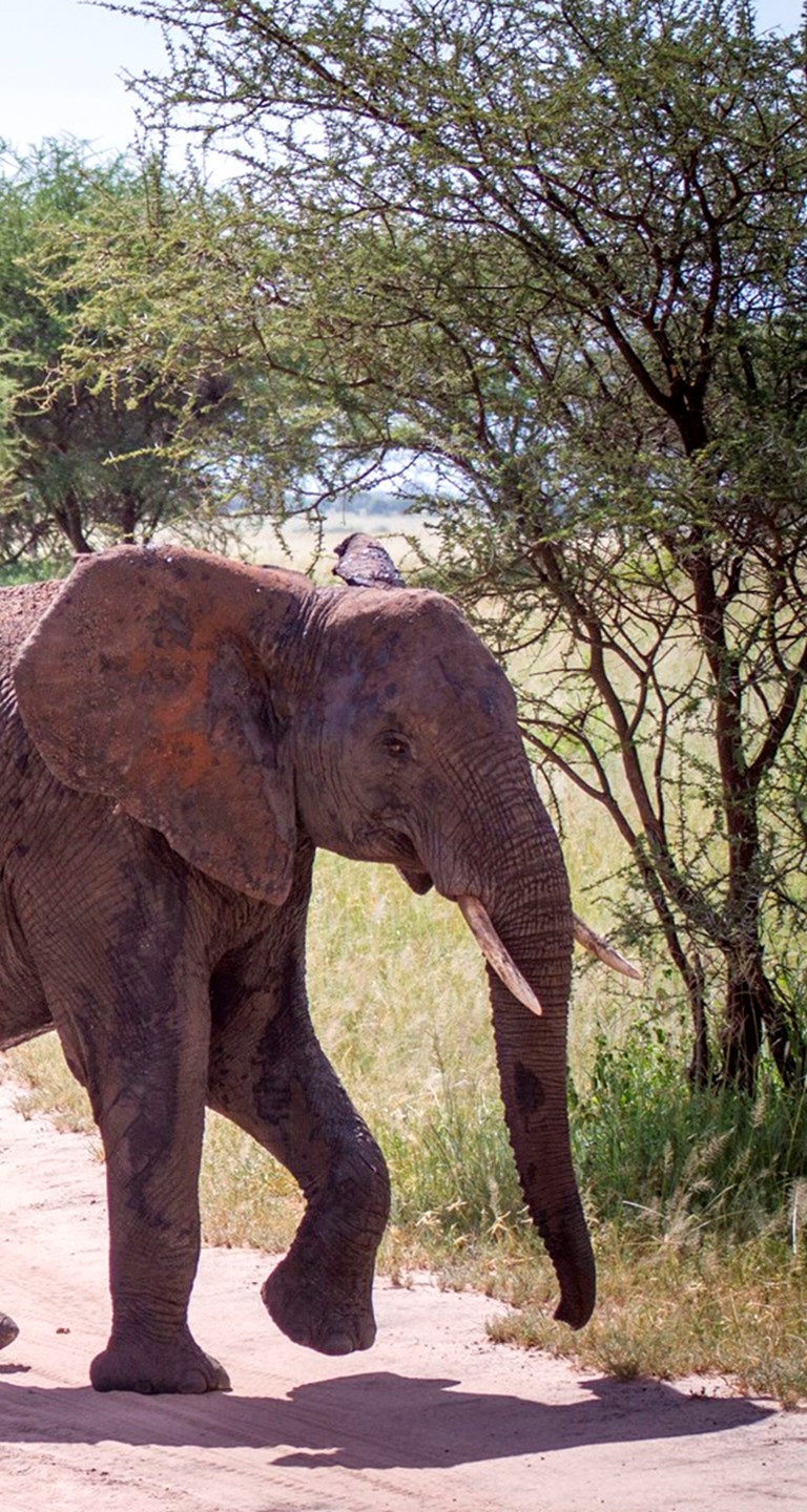 Folkehogskole Safari