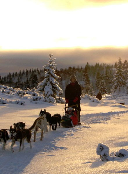 Folkehogskole Valdres Hundekjoering