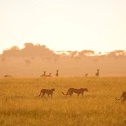 Folkehogskole Safarix Savanne