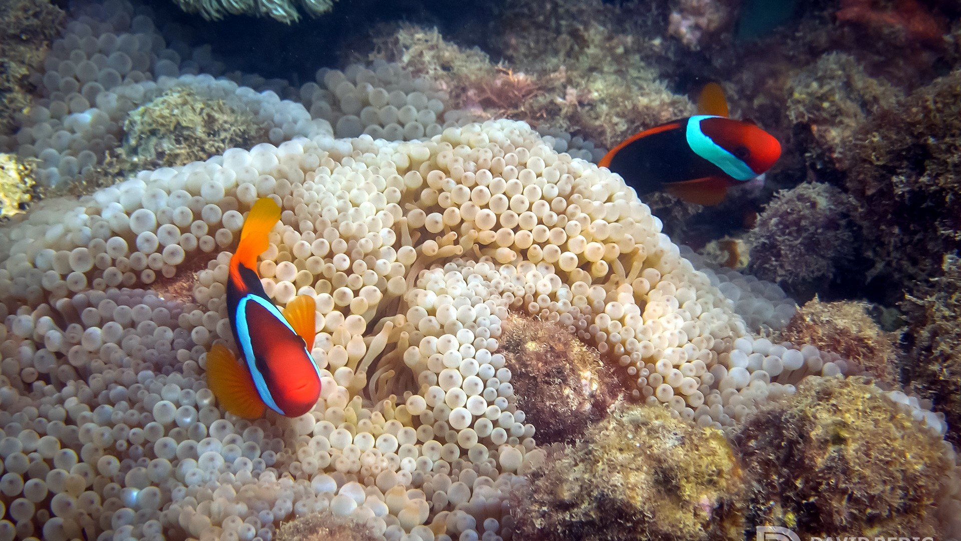 Folkehogkole Valdres Studiereise Fisk