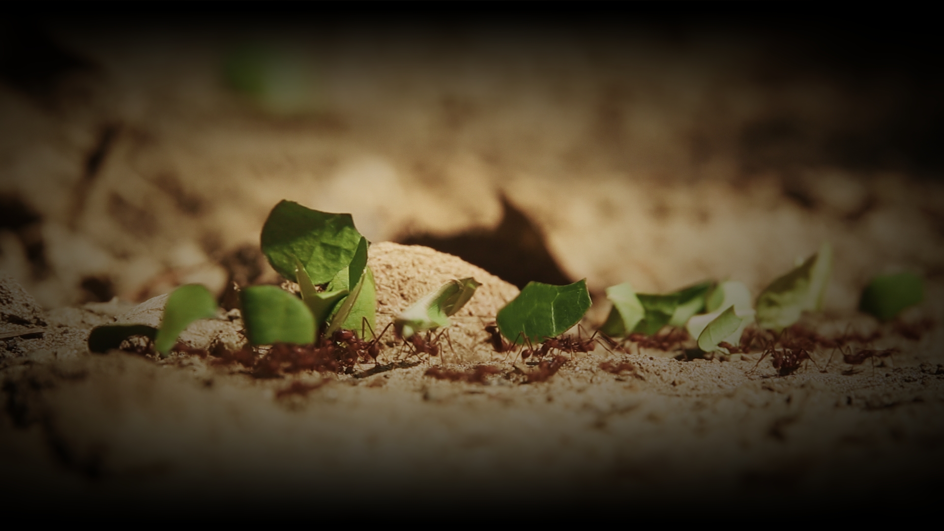 Vintereventyr Eksotisk Still 1